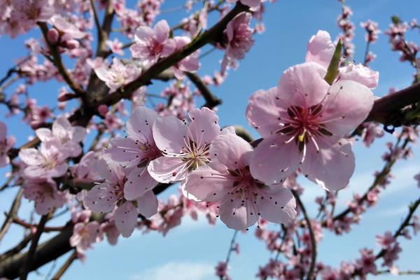 春天有什么特點及好處 春天相對于其它季節有哪些變化