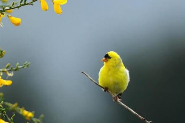 春天有什么特點及好處 春天相對于其它季節有哪些變化