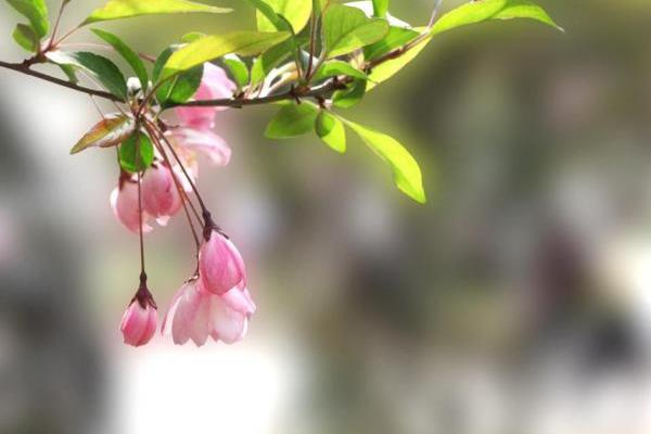 春天有什么特點及好處 春天相對于其它季節有哪些變化