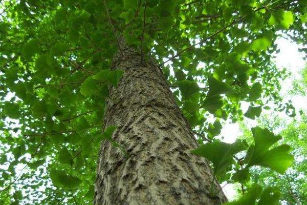 銀杏樹適合在家里種嗎 銀杏樹種子什么時候種