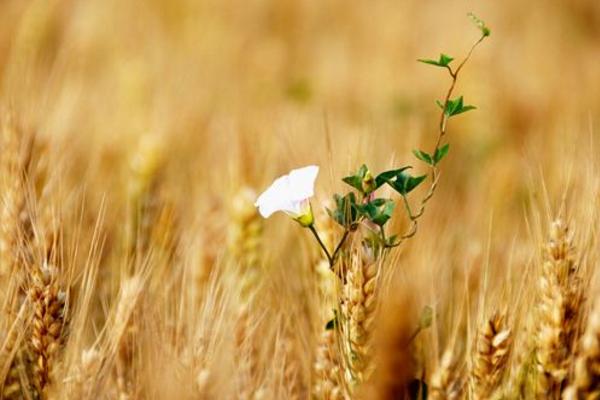 芒種節氣是什么時候(幾月) 芒種有哪些習俗