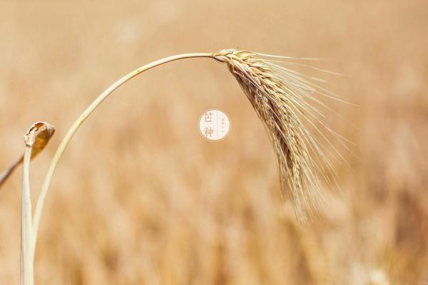 芒種節氣是什么時候(幾月) 芒種有哪些習俗