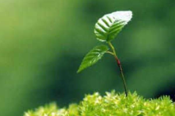 打春是什么意思 什么是立春 年前立春好還是年后立春好