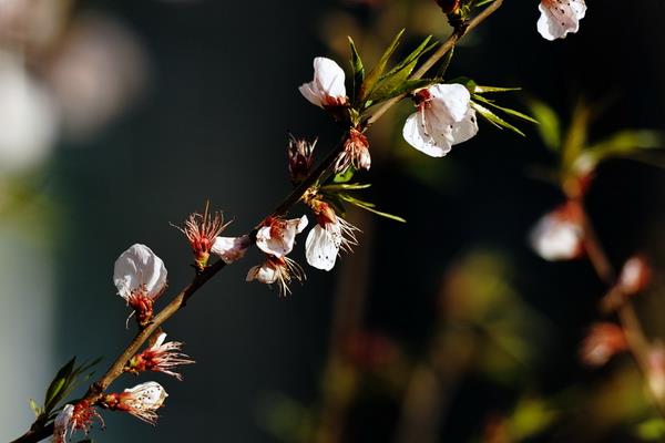 打春是什么意思 什么是立春 年前立春好還是年后立春好