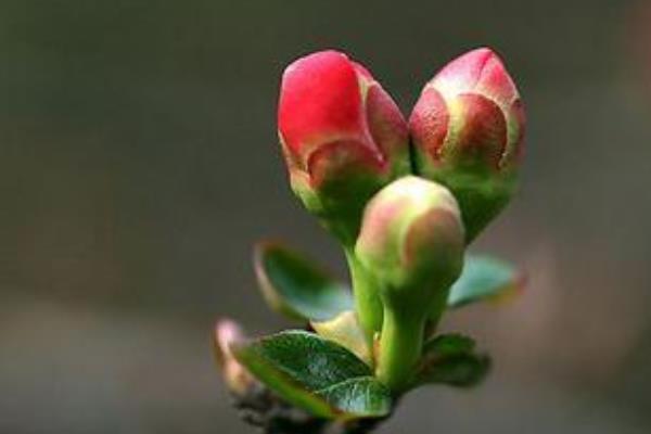 打春是什么意思 什么是立春 年前立春好還是年后立春好