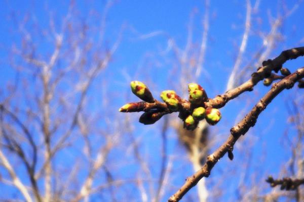 打春是什么意思 什么是立春 年前立春好還是年后立春好