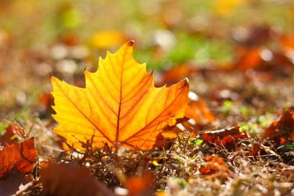 秋季養生保健要點與方法 秋季養生小知識