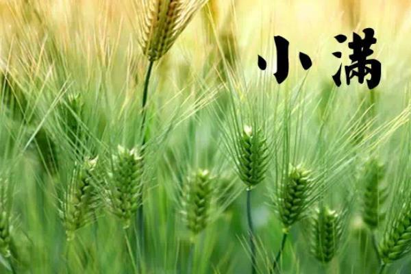 小滿有哪些習俗 小滿的由來 小滿要吃什么