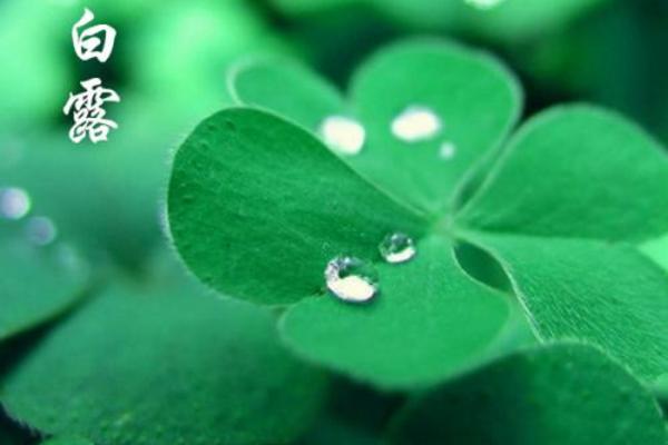 白露節氣是什么意思什么時候（幾月） 描寫白露的詩句有哪些