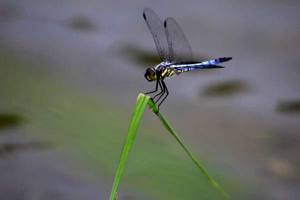 小暑是什么時候（幾月） 小暑的由來 小暑有哪些習俗