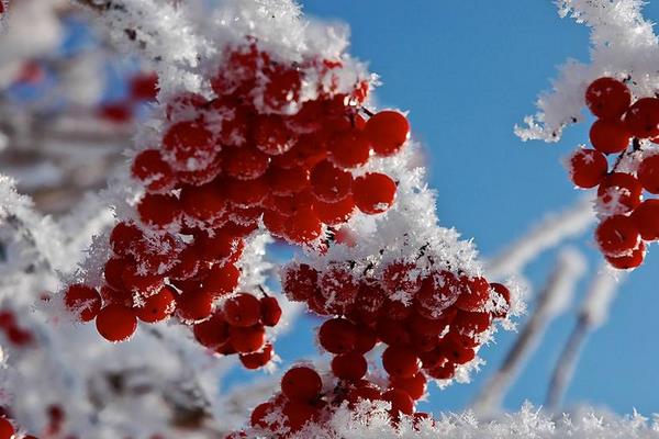 立冬一般是什么時候（幾月） 立冬要吃什么