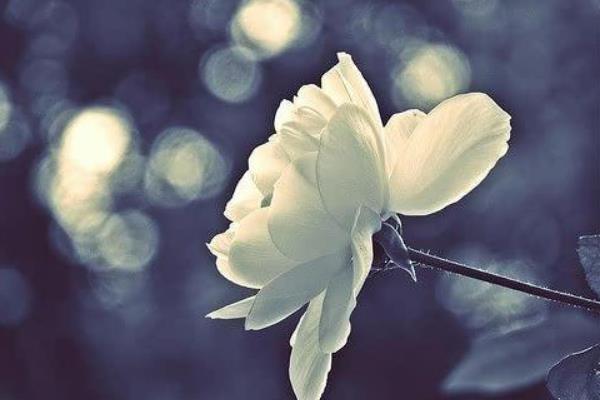 元旦打一字(猜謎) 什么是元旦節(jié)