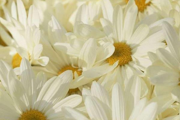 元旦打一字(猜謎) 什么是元旦節(jié)