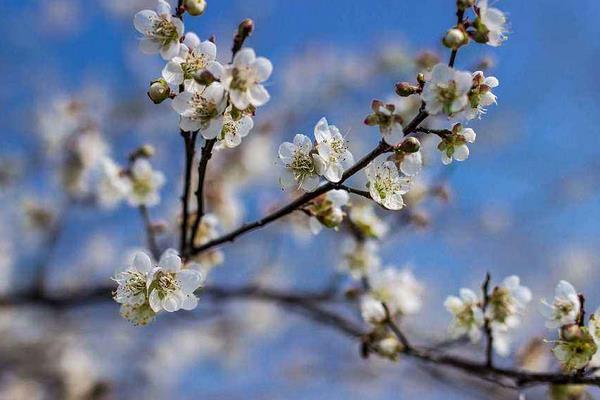 元旦有哪些習俗 中國的元旦是怎么來的