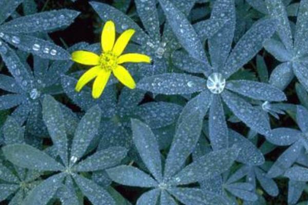 白露節氣是什么意思什么時候（幾月） 描寫白露的詩句有哪些