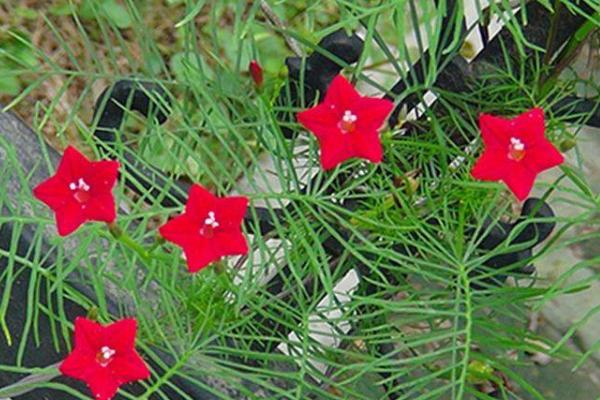 白露節氣是什么意思什么時候（幾月） 描寫白露的詩句有哪些