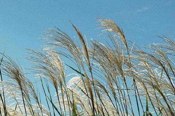 白露節氣是什么意思什么時候（幾月） 描寫白露的詩句有哪些