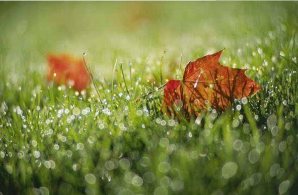 白露節氣是什么意思什么時候（幾月） 描寫白露的詩句有哪些