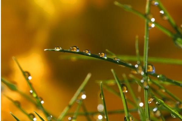 白露養生吃什么好 白露習俗以及白露節氣的由來