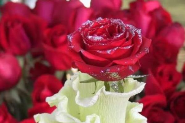 一年有幾個情人節（附西方情人節、黑色情人節、七夕、日記情人節等時間與由來）