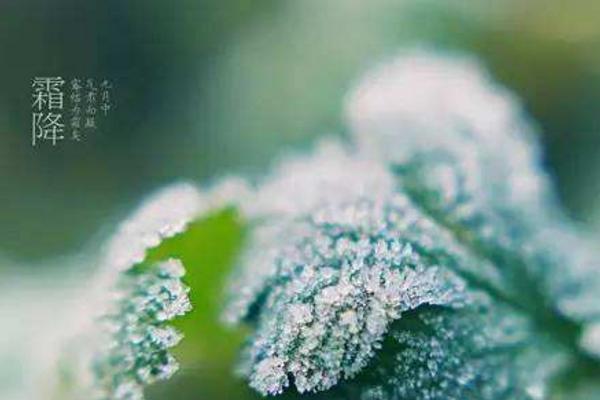 霜降應該吃什么 霜降習俗以及霜降節氣的由來