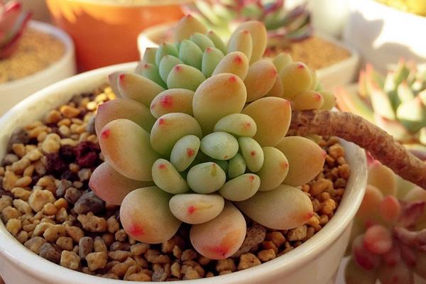 多肉凝脂蓮怎么養(yǎng)能爆盆 凝脂蓮的繁殖方法