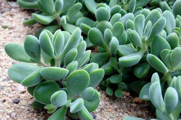 多肉植物若歌詩市場價(jià)格多少錢一盆 若歌詩常見病癥及解決辦法