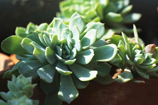 多肉千羽鶴怎么養 千羽鶴開花嗎