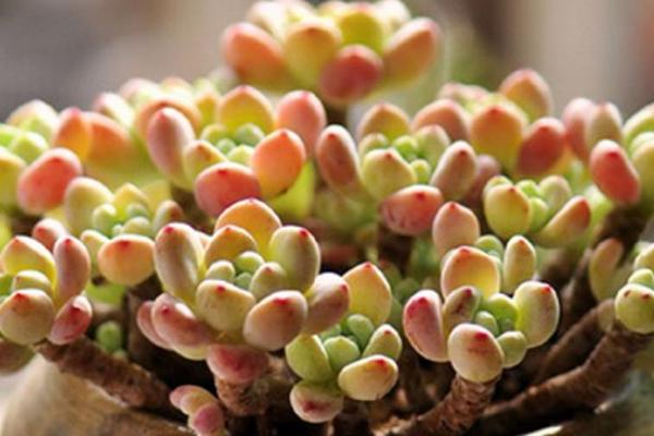 凝脂蓮和勞爾的區(qū)別是什么（哪個(gè)貴） 凝脂蓮的生長(zhǎng)習(xí)性及養(yǎng)護(hù)要點(diǎn)