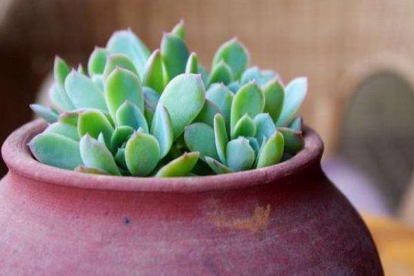 千羽鶴多肉市場價格多少錢一盆 多肉千羽鶴的養殖方法