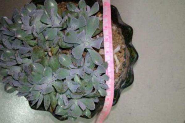 千羽鶴多肉市場價格多少錢一盆 多肉千羽鶴的養殖方法