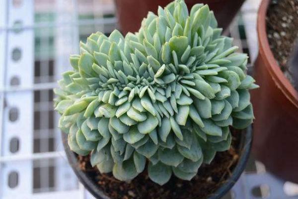 千羽鶴多肉市場價格多少錢一盆 多肉千羽鶴的養殖方法