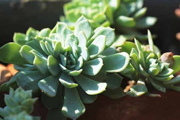 千羽鶴多肉市場價格多少錢一盆 多肉千羽鶴的養殖方法