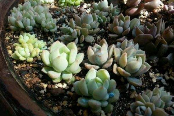 千羽鶴多肉市場價格多少錢一盆 多肉千羽鶴的養殖方法