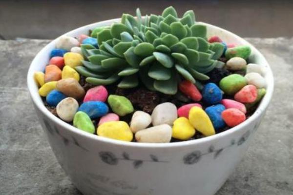 千羽鶴多肉市場價格多少錢一盆 多肉千羽鶴的養殖方法