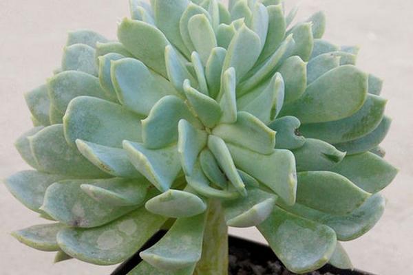 千羽鶴多肉圖片大全 千羽鶴特點及簡介