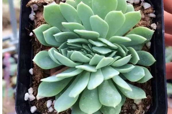 多肉千羽鶴怎么養 千羽鶴開花嗎