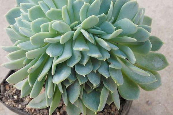 多肉千羽鶴怎么養 千羽鶴開花嗎