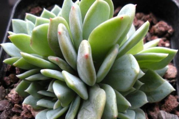 多肉千羽鶴怎么養 千羽鶴開花嗎