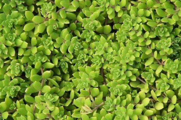 垂盆草產地在哪里 垂盆草繁殖方法 垂盆草的功效與作用