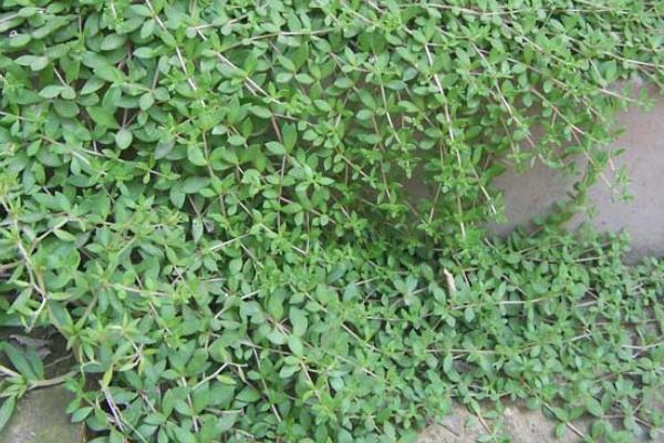 垂盆草的功效與作用及禁忌 垂盆草的栽培技術