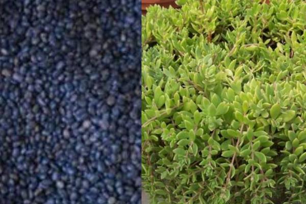 垂盆草種子市場價格多少錢一斤 垂盆草種子怎么種