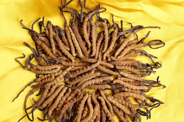 冬蟲夏草一次吃幾根 冬蟲夏草真的有用嗎