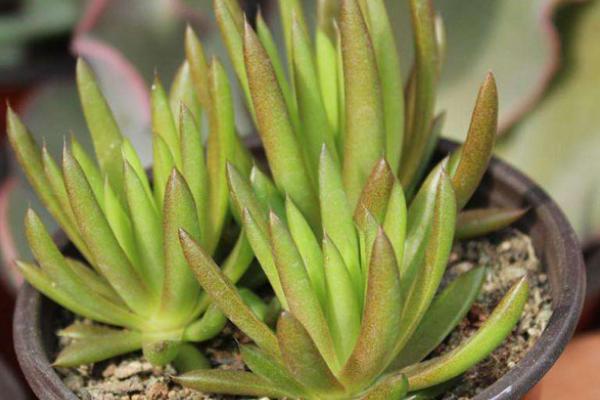 塔花瓦松多肉植物有哪些 瓦松養(yǎng)殖方法與注意事項(xiàng)