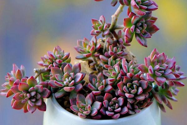 塔花瓦松多肉植物有哪些 瓦松養(yǎng)殖方法與注意事項(xiàng)