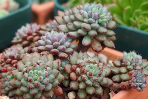 塔花瓦松多肉植物有哪些 瓦松養(yǎng)殖方法與注意事項(xiàng)