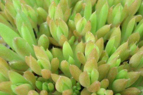 塔花瓦松多肉植物有哪些 瓦松養(yǎng)殖方法與注意事項(xiàng)