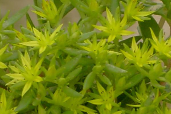 塔花瓦松多肉植物有哪些 瓦松養(yǎng)殖方法與注意事項(xiàng)