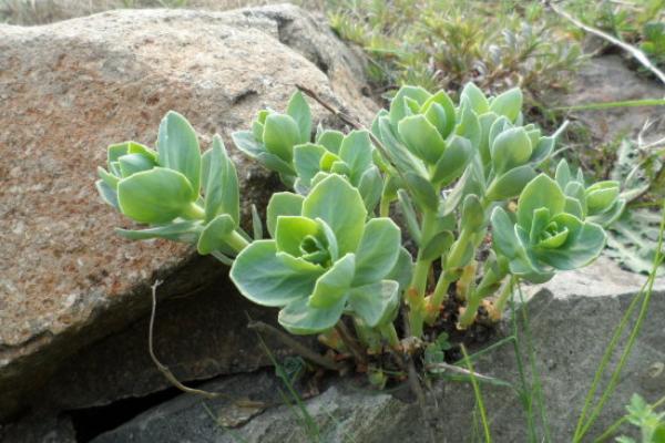 塔花瓦松多肉植物有哪些 瓦松養(yǎng)殖方法與注意事項(xiàng)