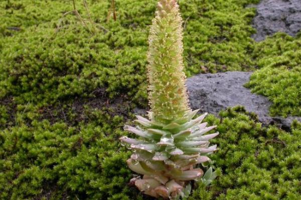 塔花瓦松多肉植物有哪些 瓦松養(yǎng)殖方法與注意事項(xiàng)